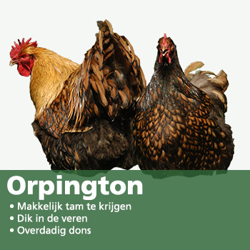 Orpington kip
